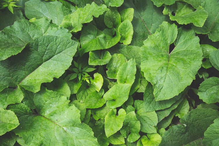 Green Cleaning Product - Photo by Sarah Pflug from Burst