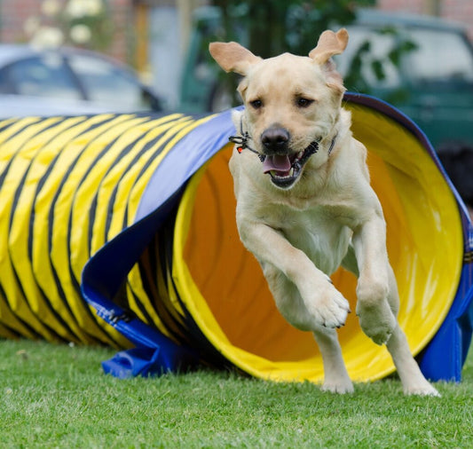 A happy dog runs through the equipment at a doggy daycare facility